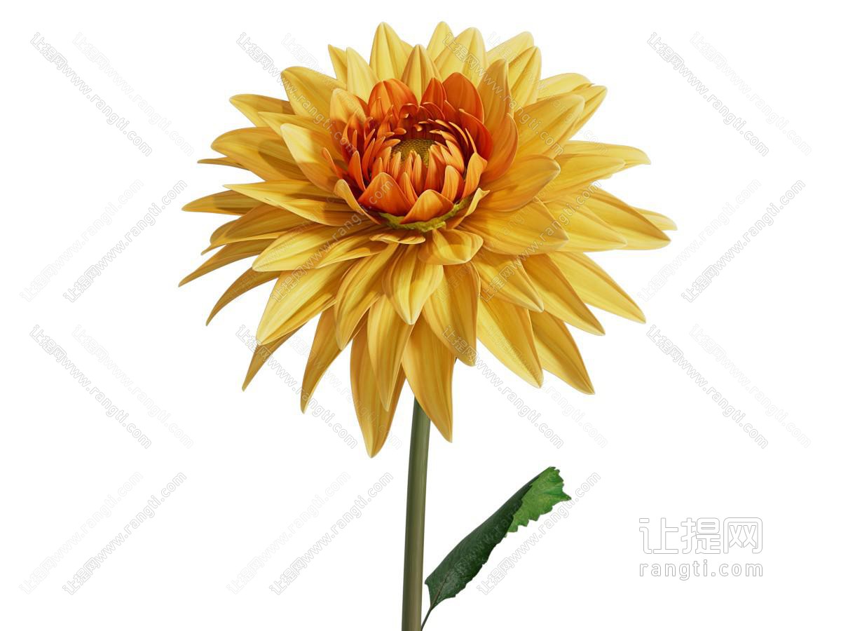 现代菊花 花卉花草植物