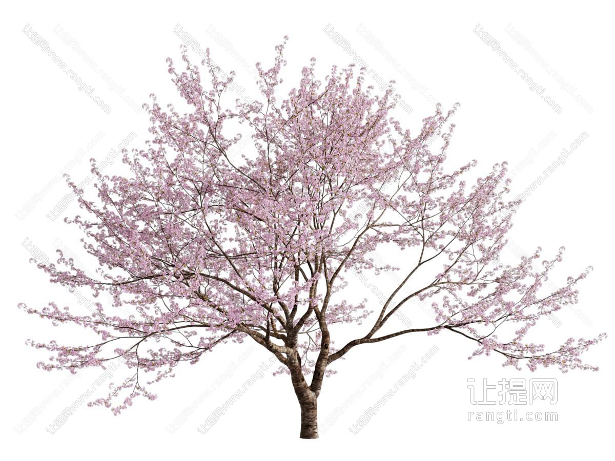 樱花 樱花树 桃花 桃花树