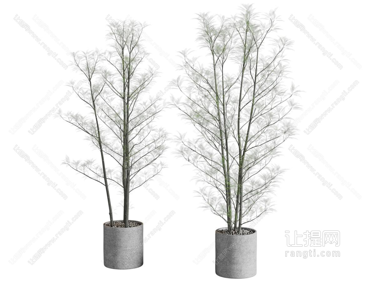现代盆栽盆景植物
