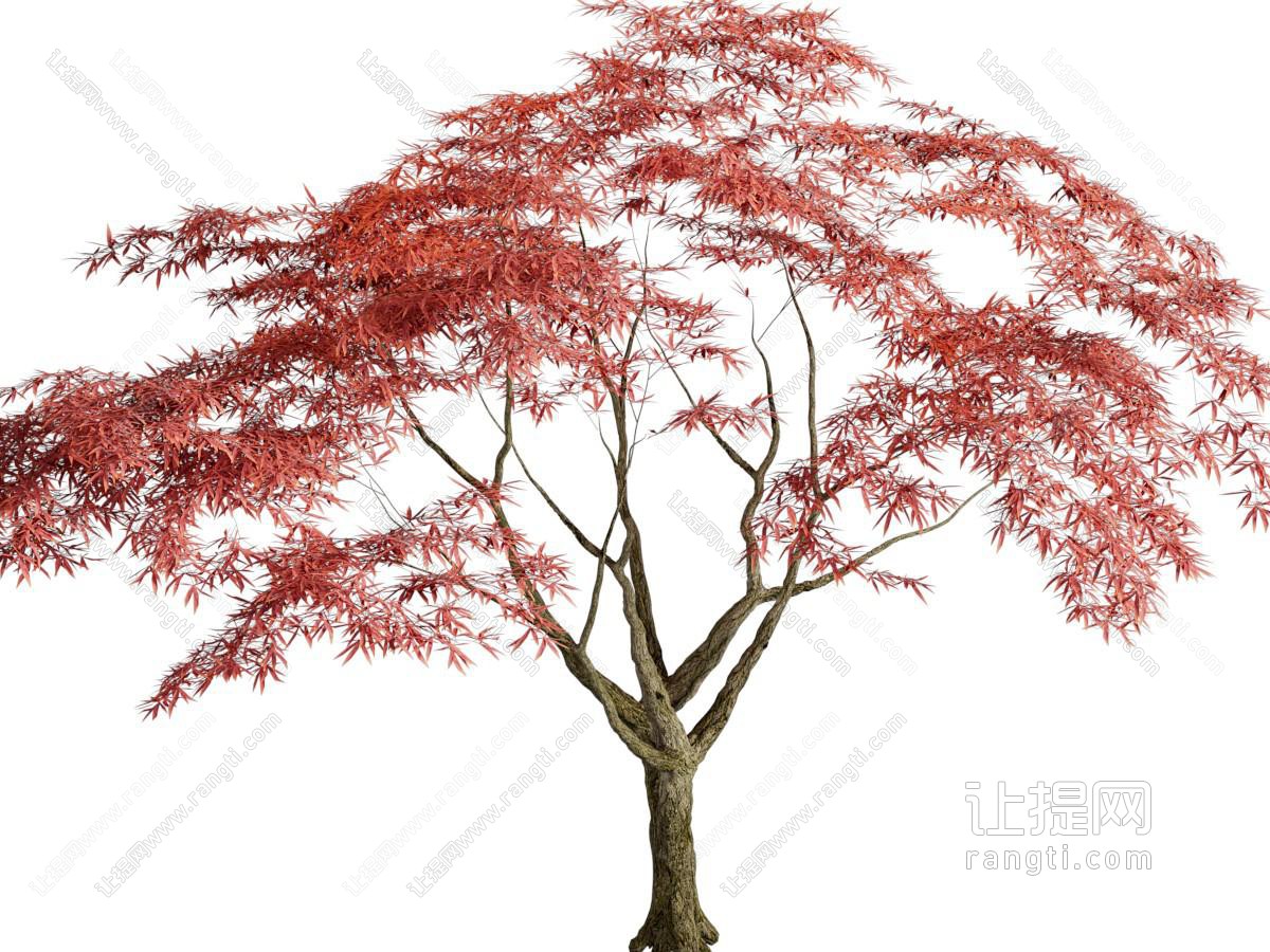 现代枫树