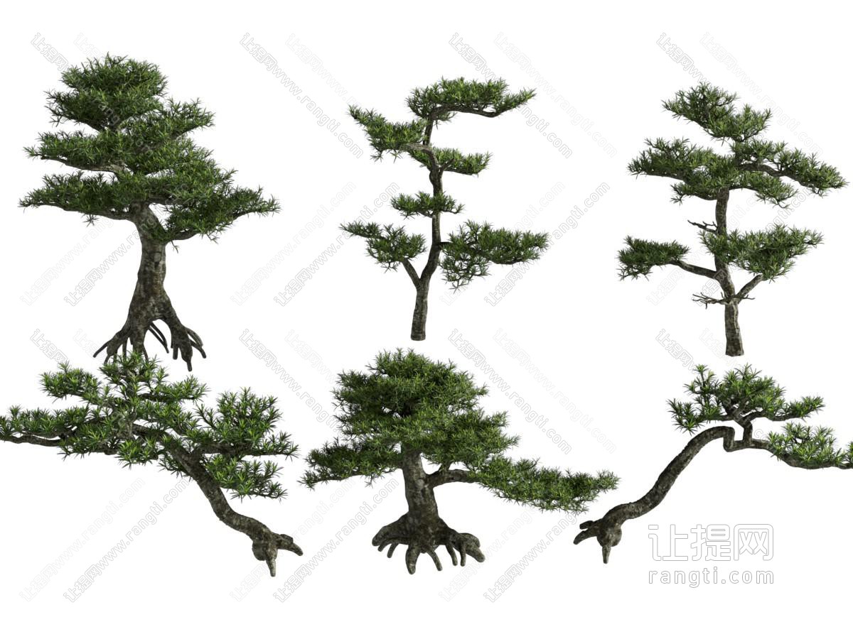 现代松树景观树