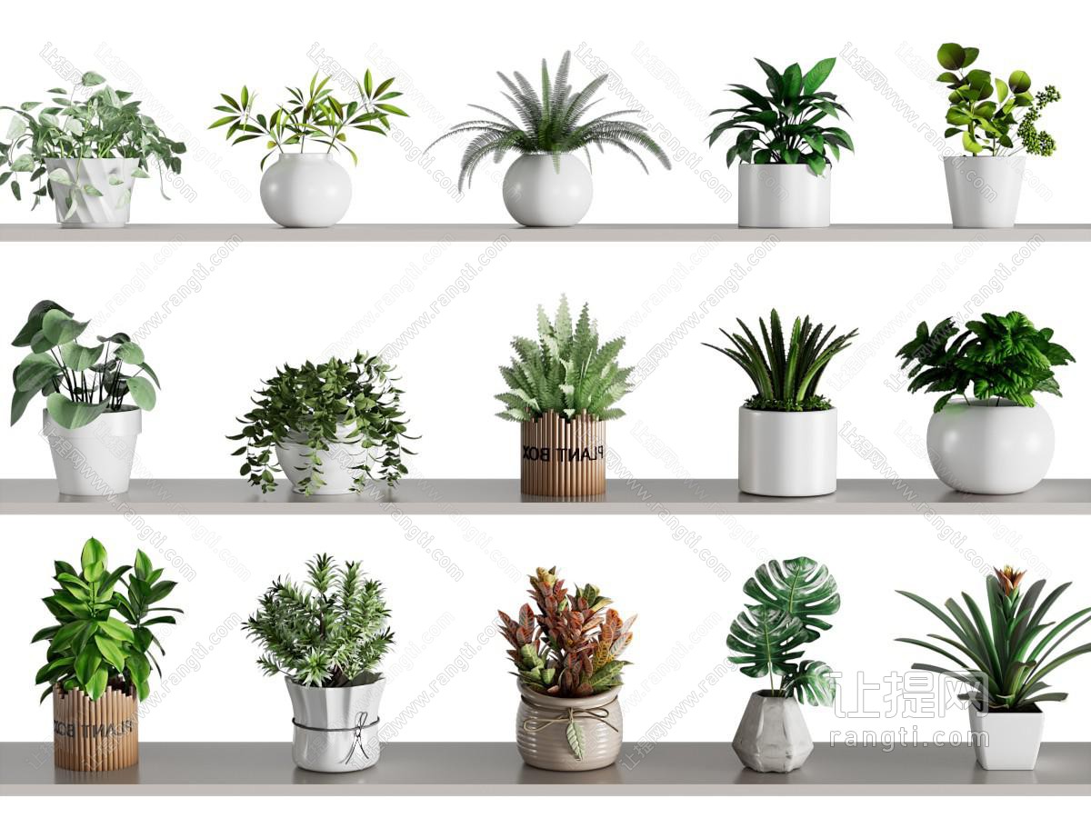 植物盆景盆栽 绿植