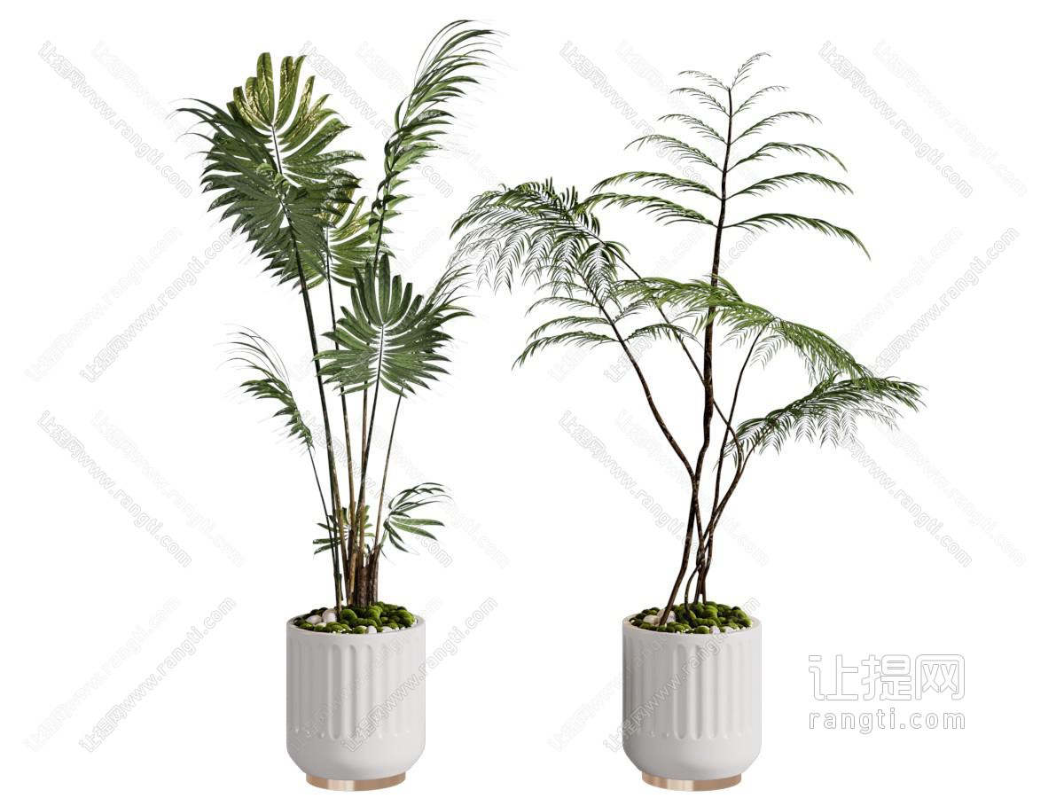 蕨类盆栽 植物盆栽