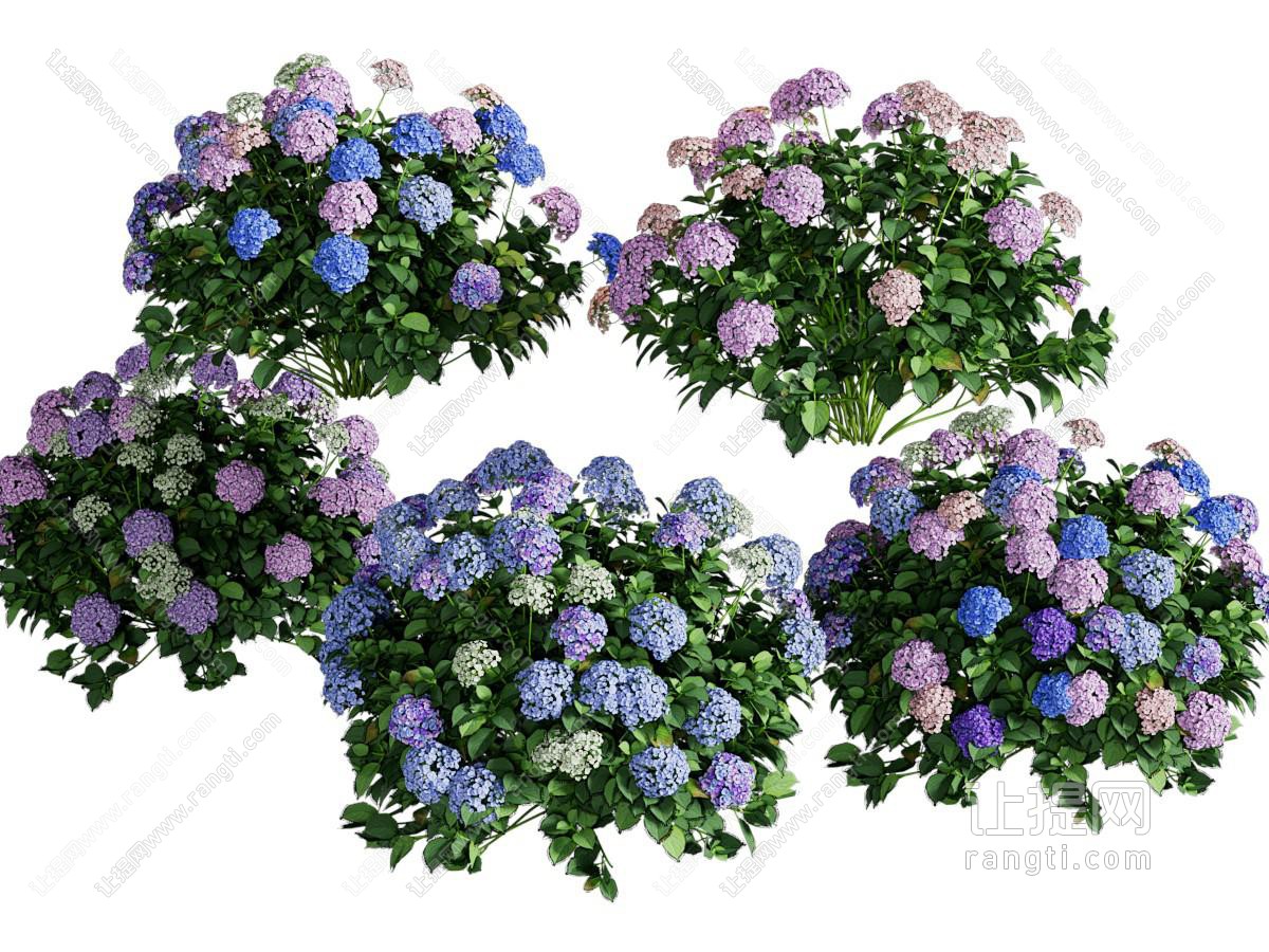 现代绣球花植物