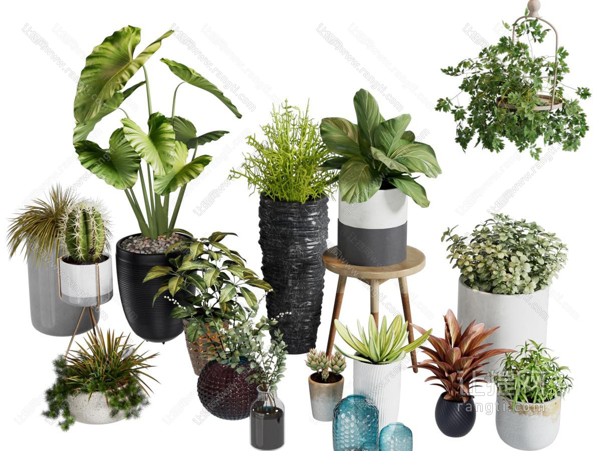现代盆景盆栽植物