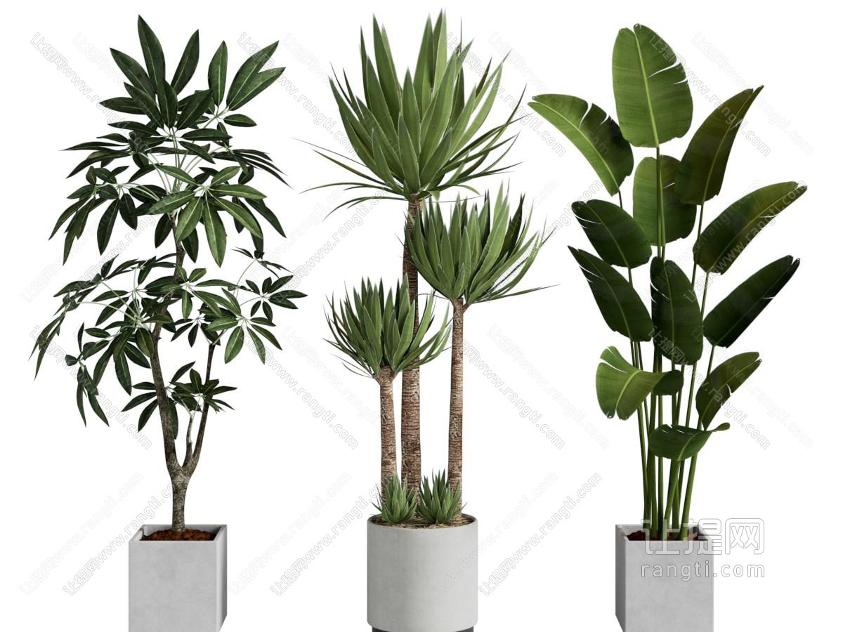 绿植盆栽 植物盆栽