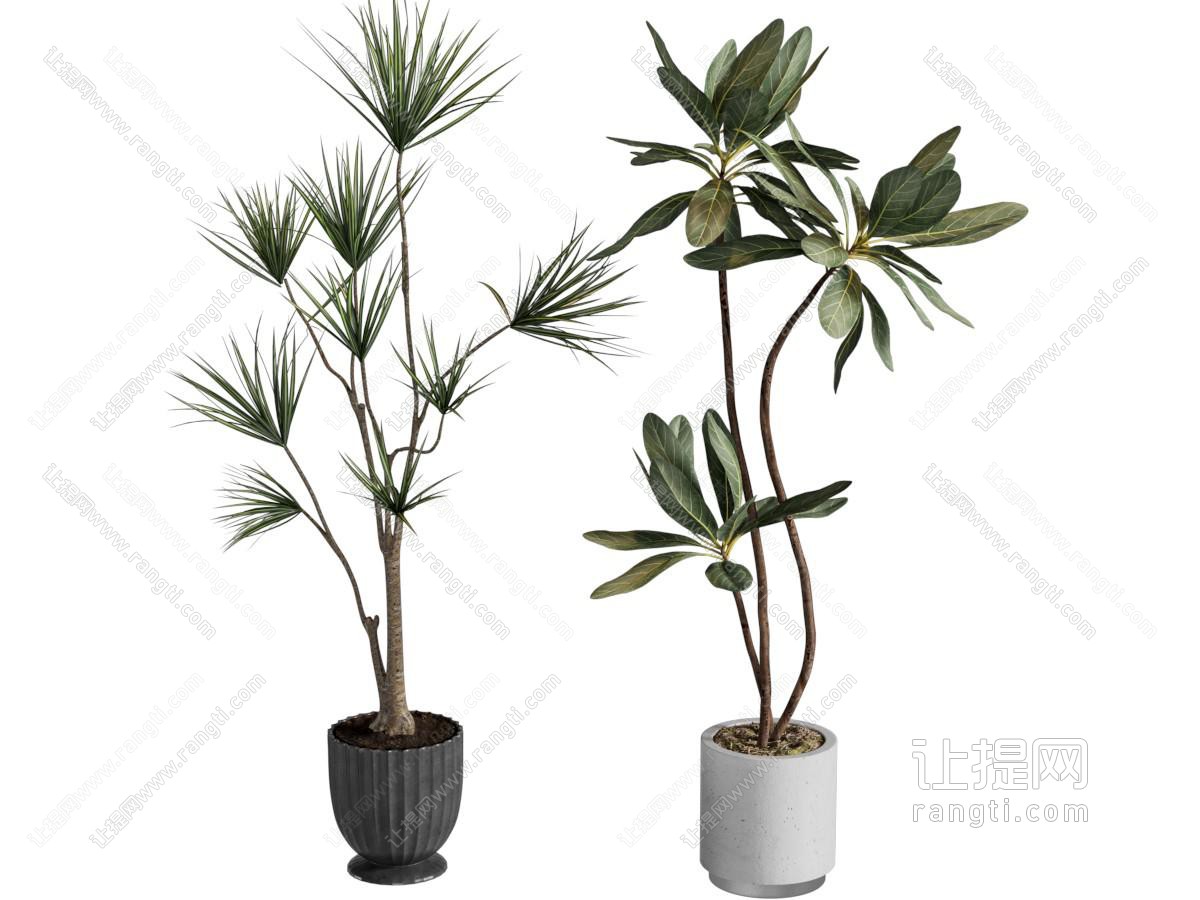 现代花盆盆景盆栽植物