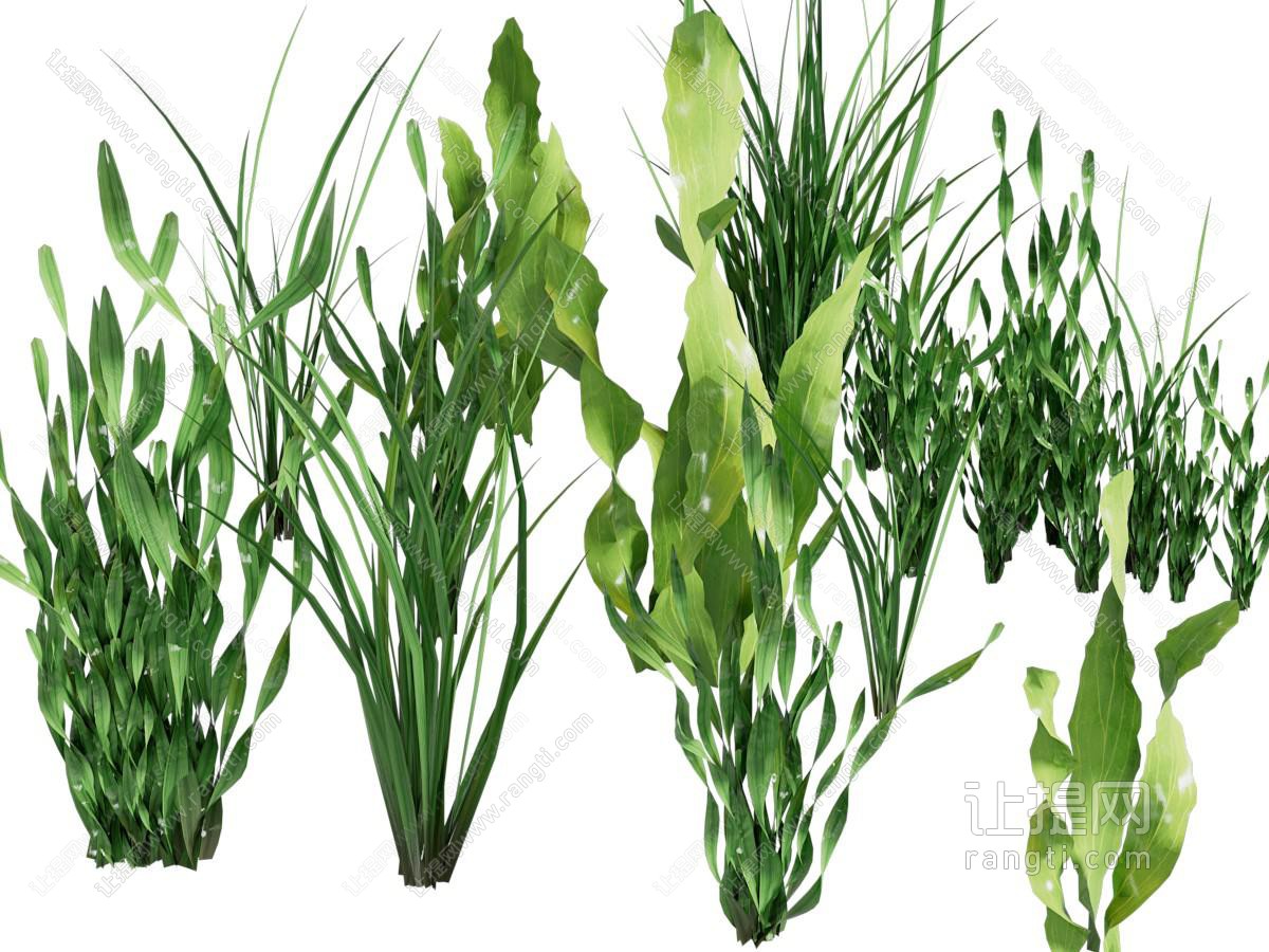 现代花草植物