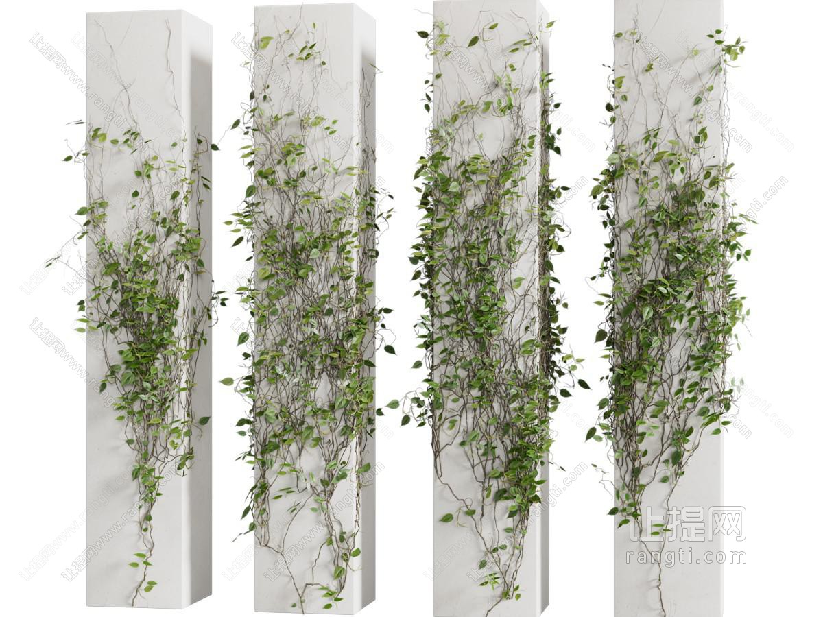 现代常春藤植物