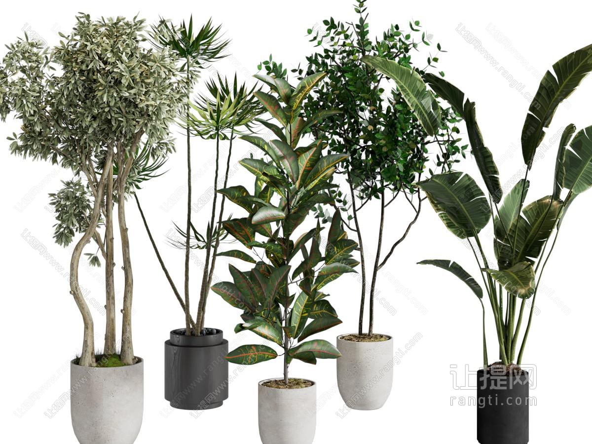 绿植 植物盆景盆栽 花盆 室内植物