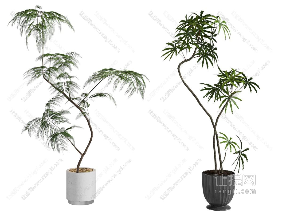 现代花盆盆景盆栽植物