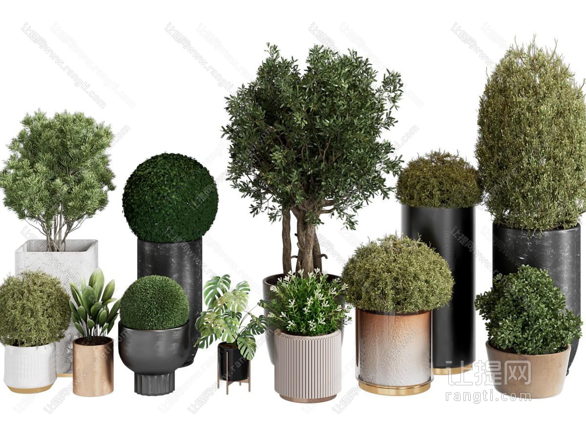 现代盆栽植物