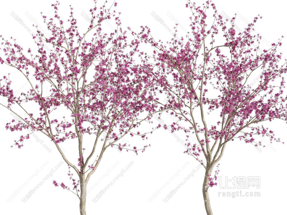 梅花树