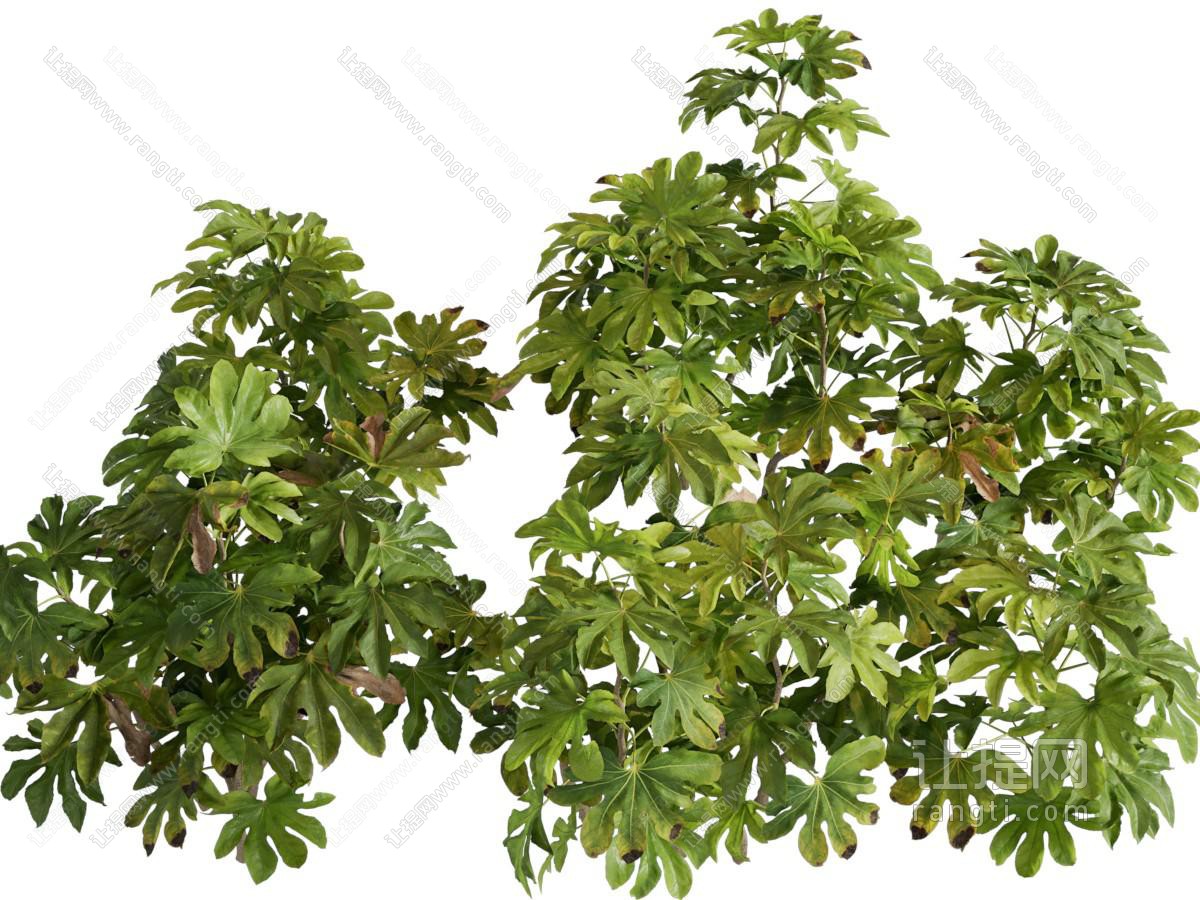 八角金盘 植物