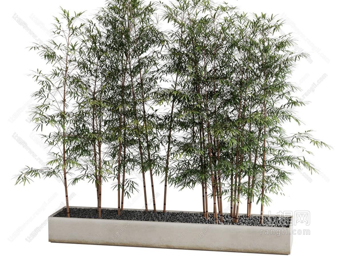 现代竹子 盆景盆栽植物