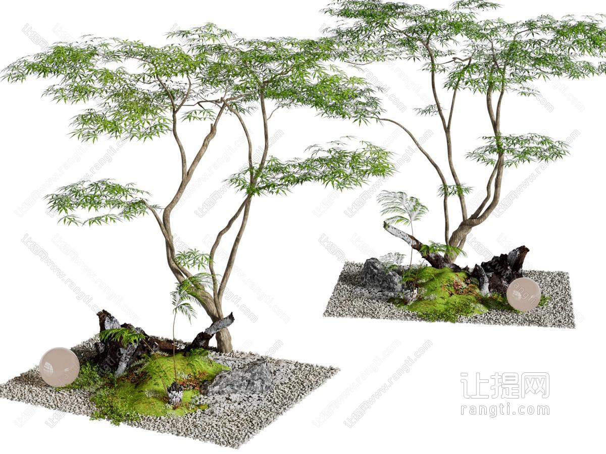 景观树