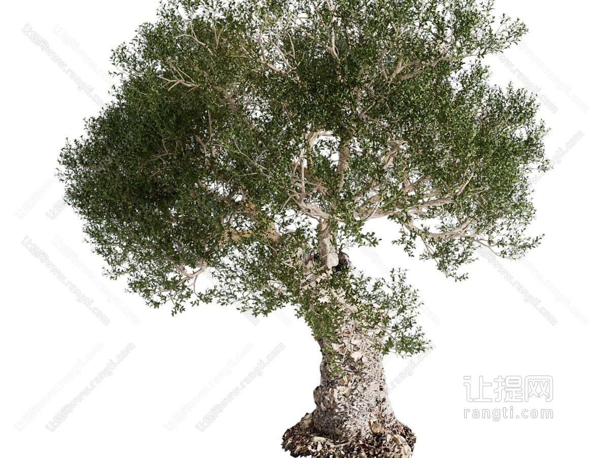 景观树 景观树 乔木树木 橄榄树