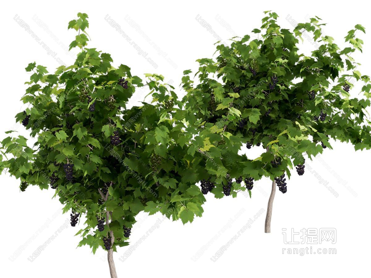 现代树