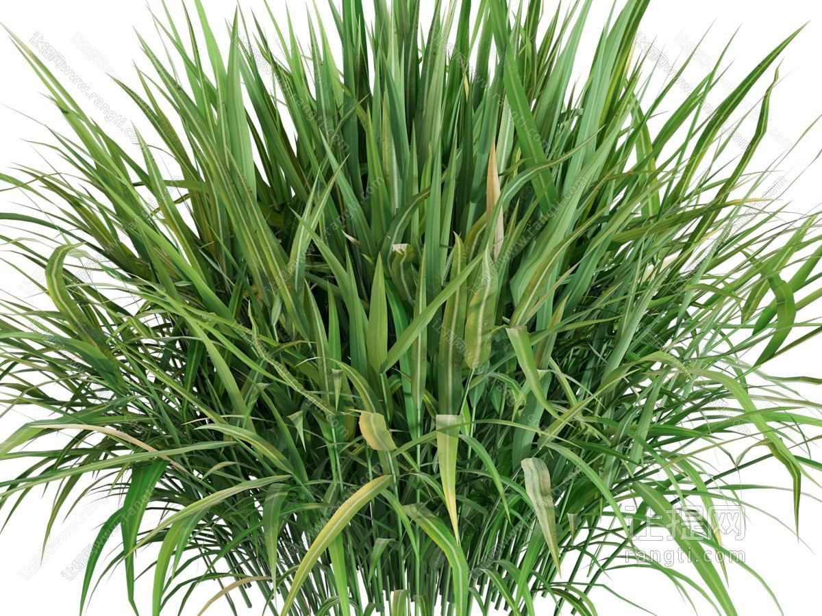 香根草植物