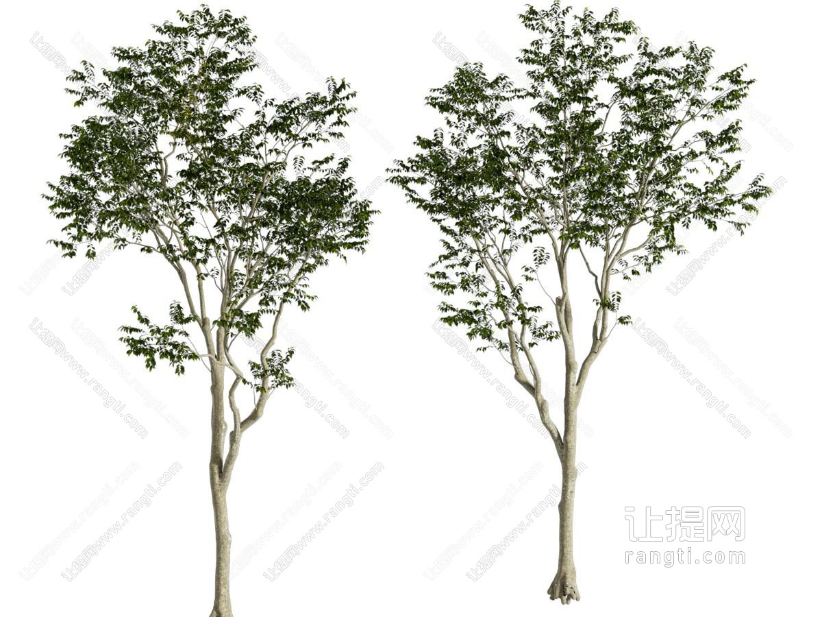 现代乔木 南欧朴树 景观树 行道树街道树绿化