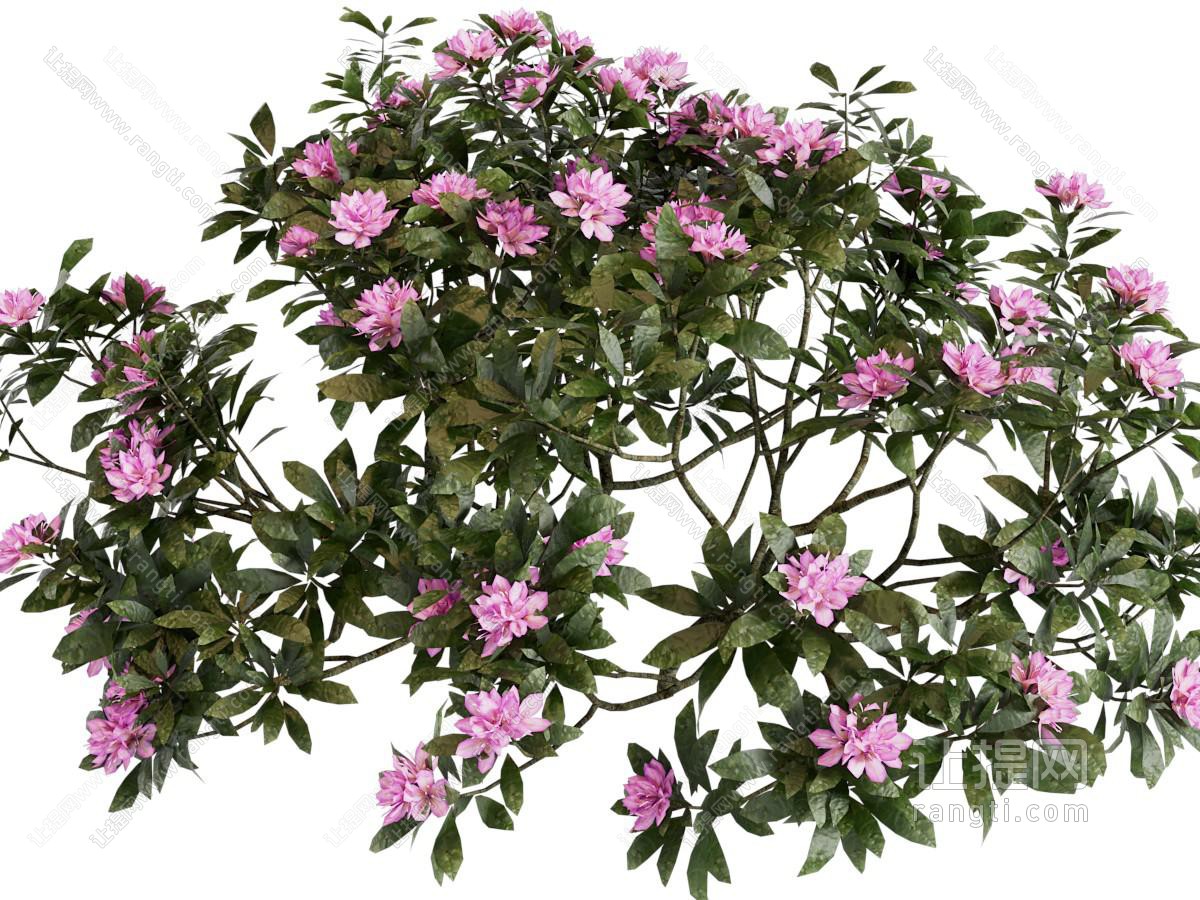 现代杜鹃 花草花卉植物