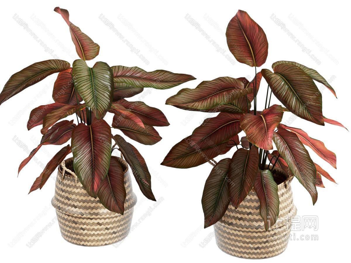 植物盆栽
