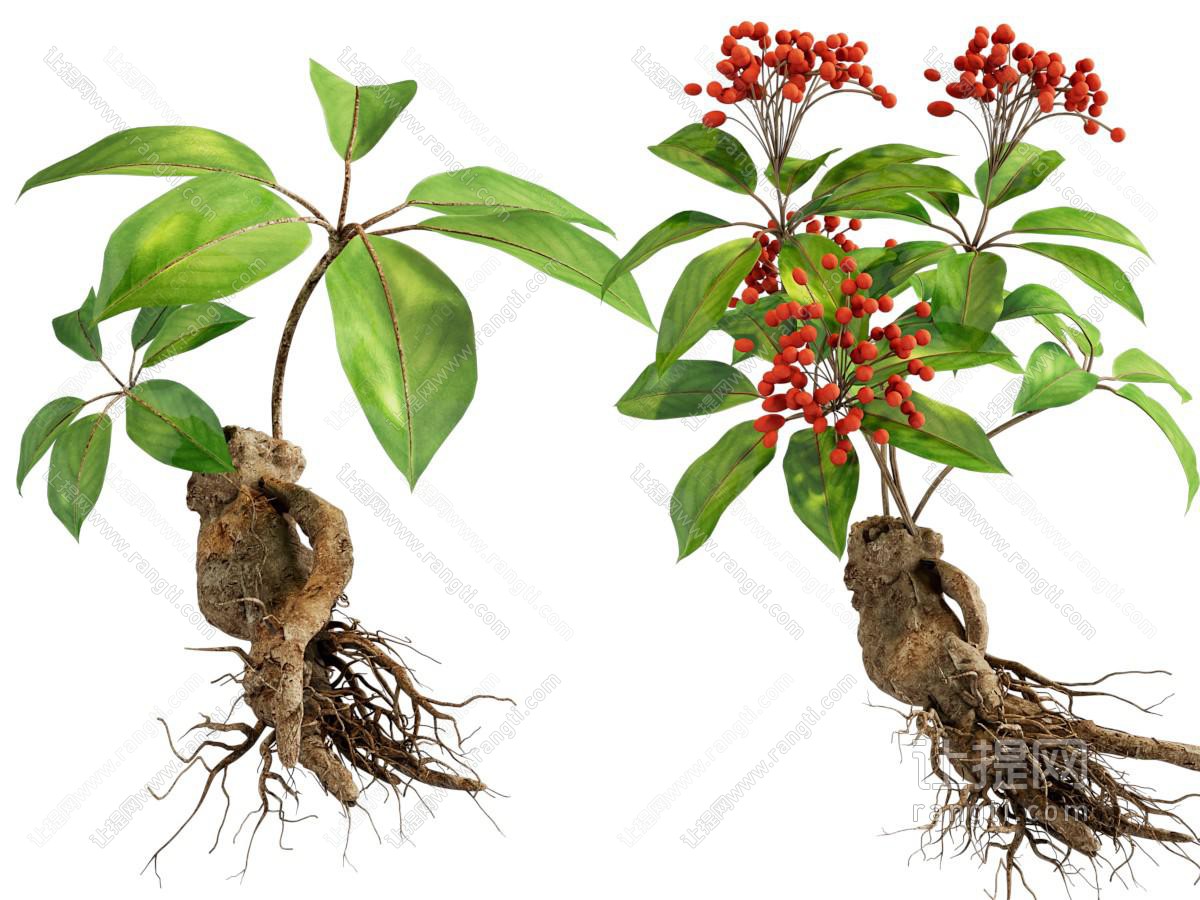 现代人参中药 花草植物