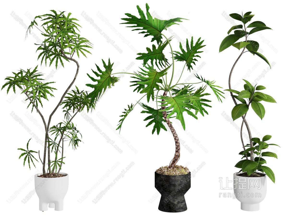 绿植盆栽 植物 盆景