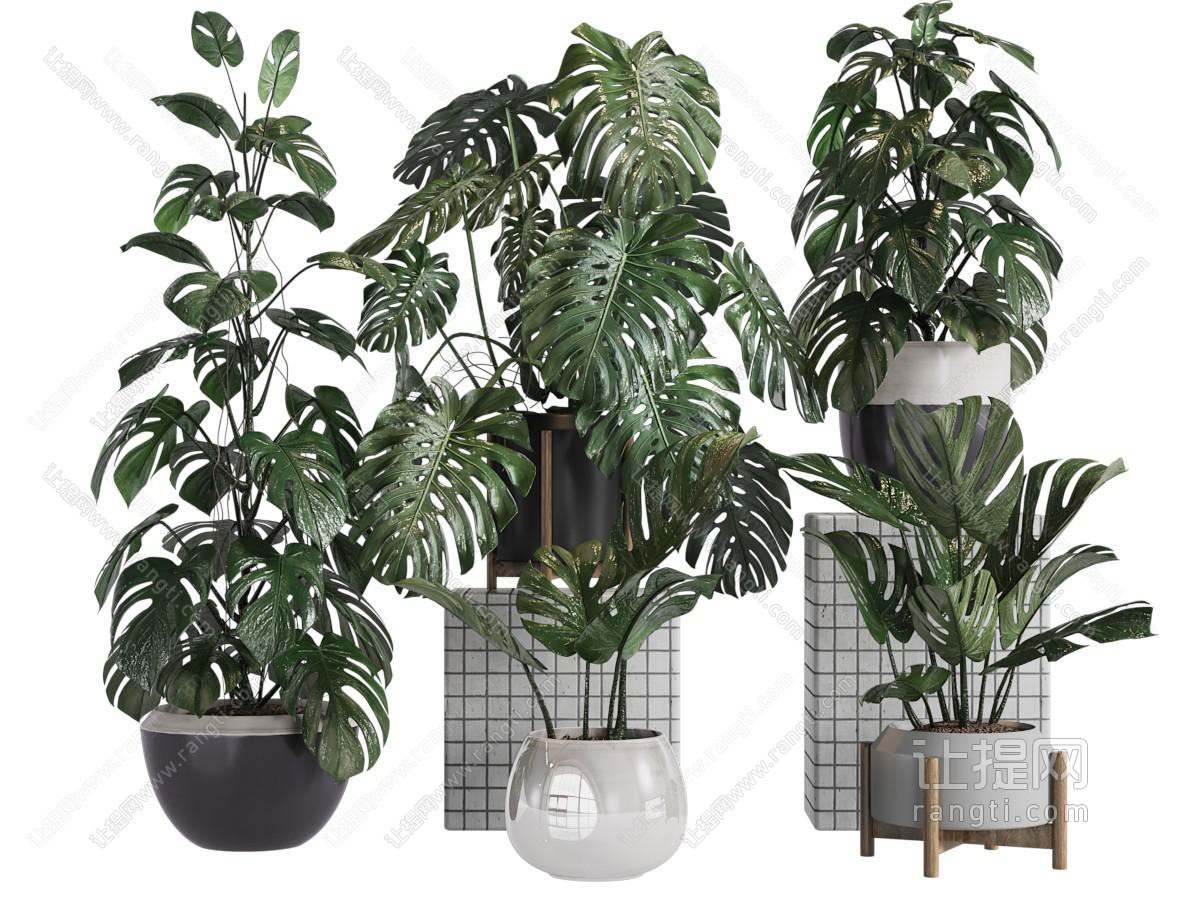 现代盆景盆栽植物组合