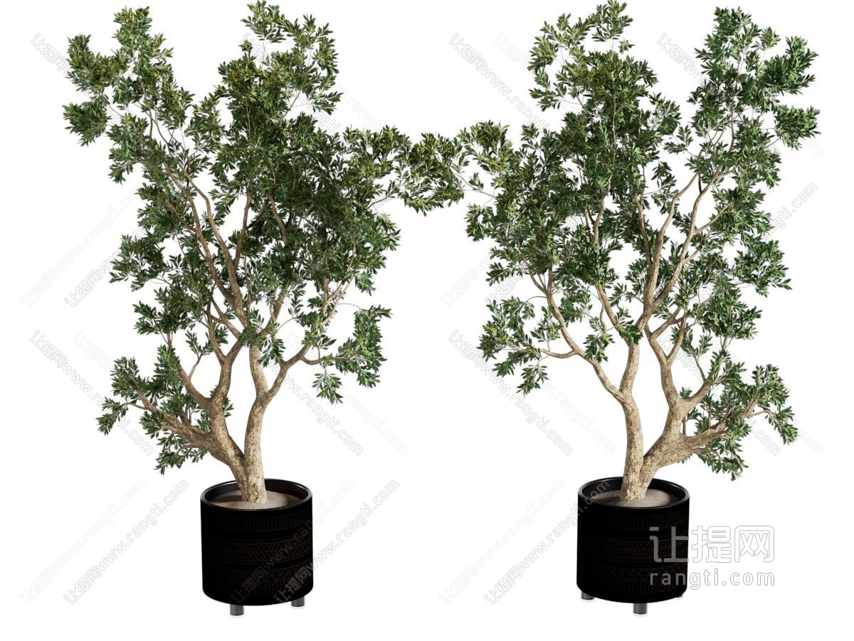 现代花盆盆景盆栽植物