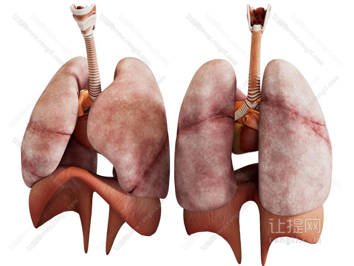 脏器 人体肺部标本 医疗器械