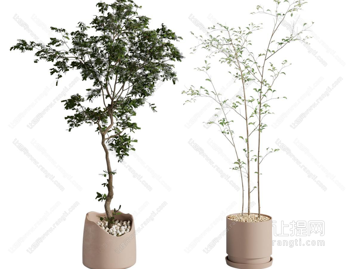 盆景盆栽植物
