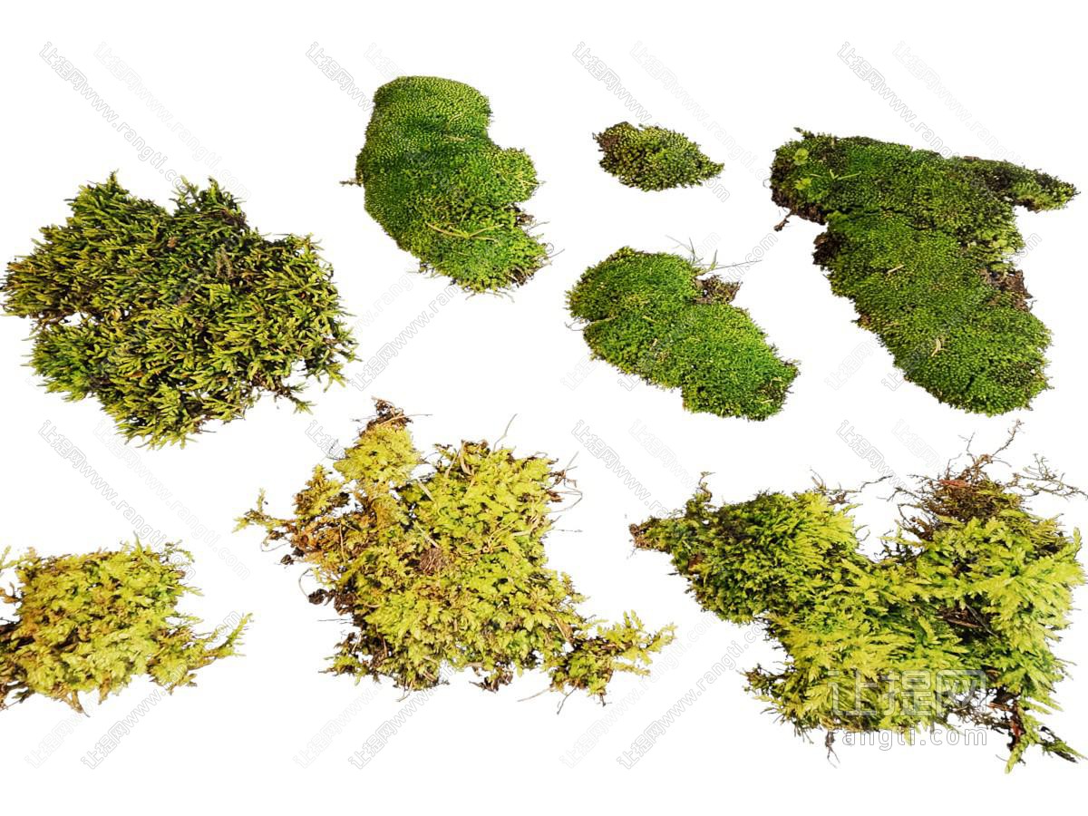 青苔 花草植物