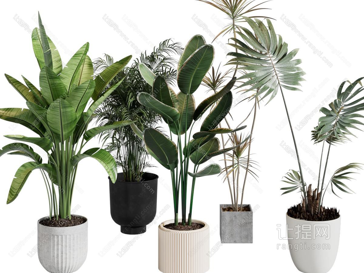 盆栽盆景植物