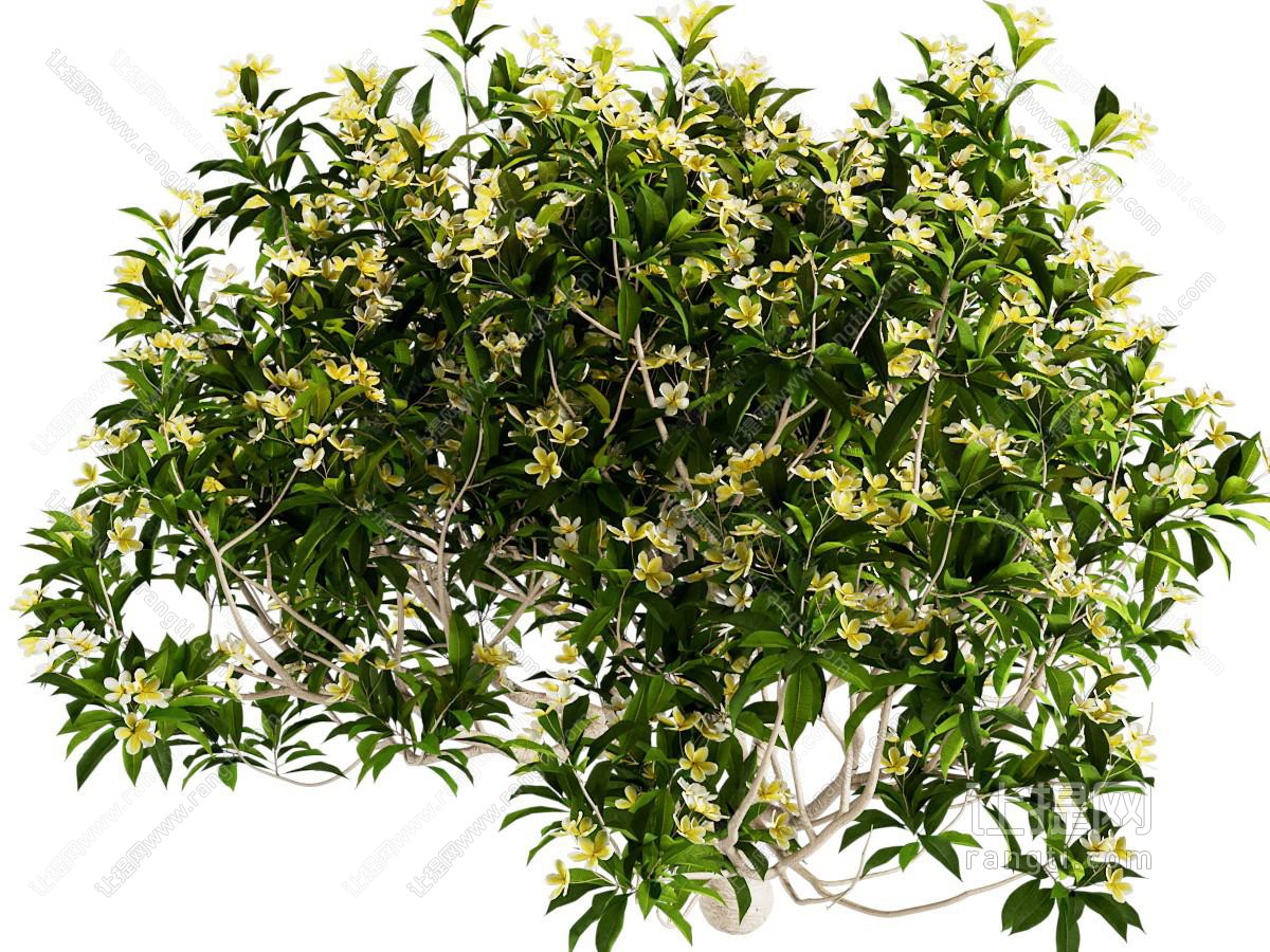 栀子花 花草植物
