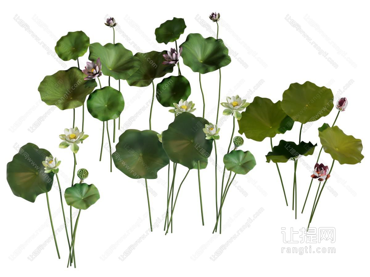现代荷叶 荷花 花草植物