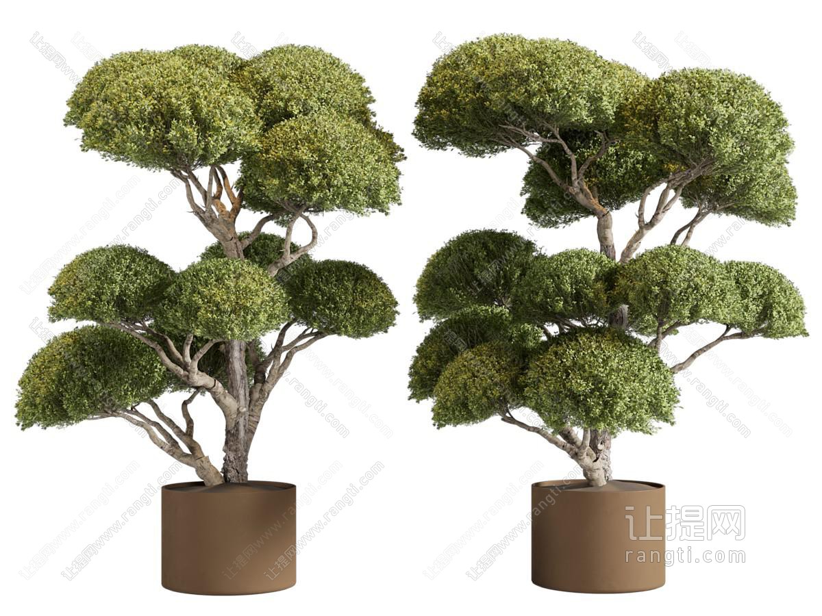 植物盆景盆栽