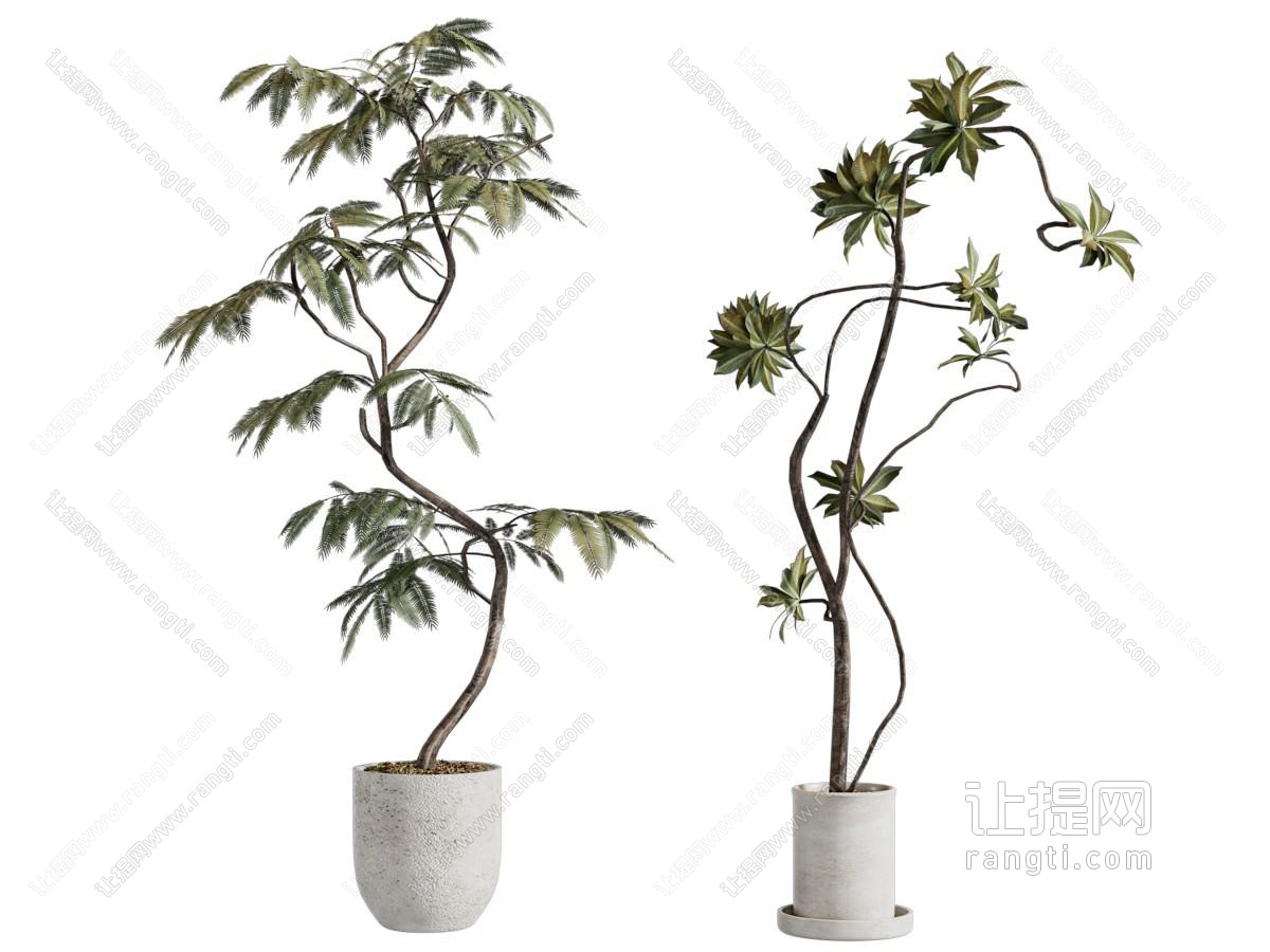现代花盆盆景盆栽植物