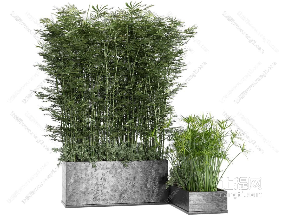 现代竹子 盆栽