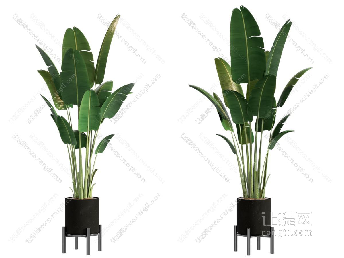 绿植盆栽