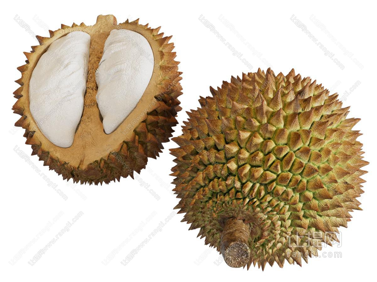 现代榴莲水果