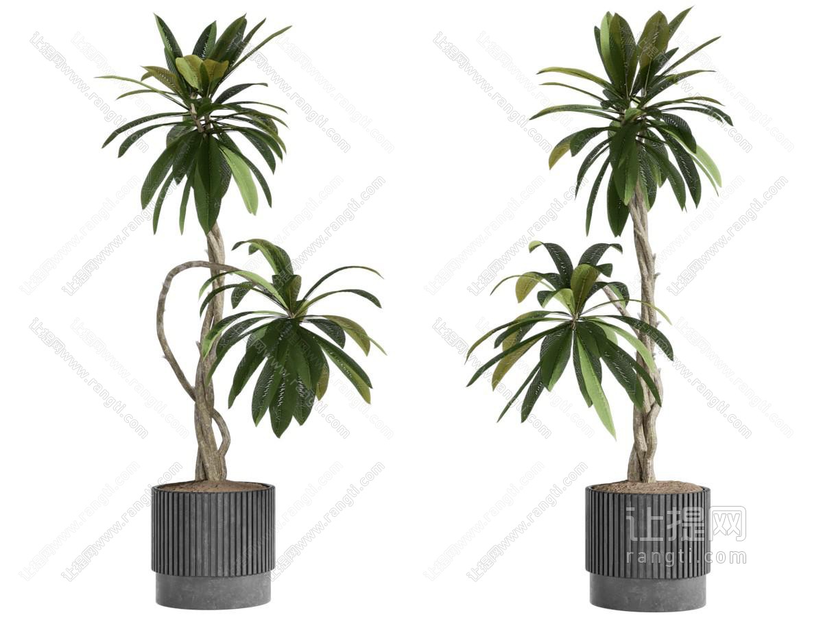 现代花盆盆景盆栽植物