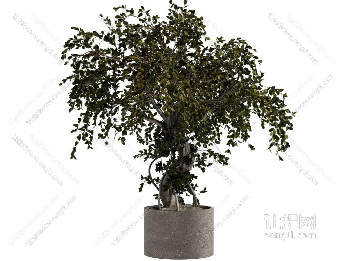 现代植物盆栽