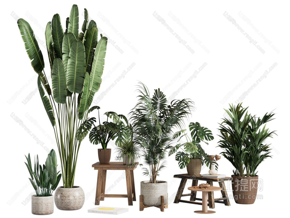 盆景盆栽绿植组合 植物组合