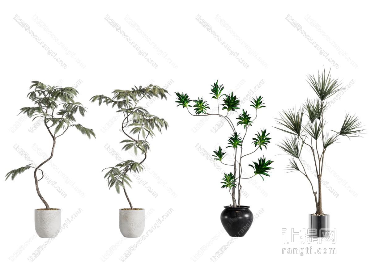 盆景盆栽 绿植植物 蓝花楹 百合竹