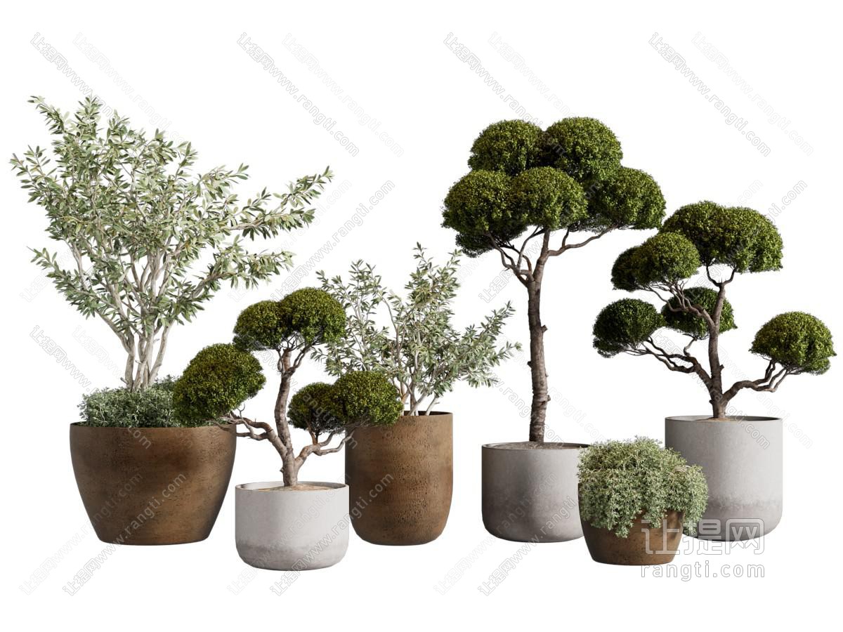 植物盆景 圆柏 木樨榄