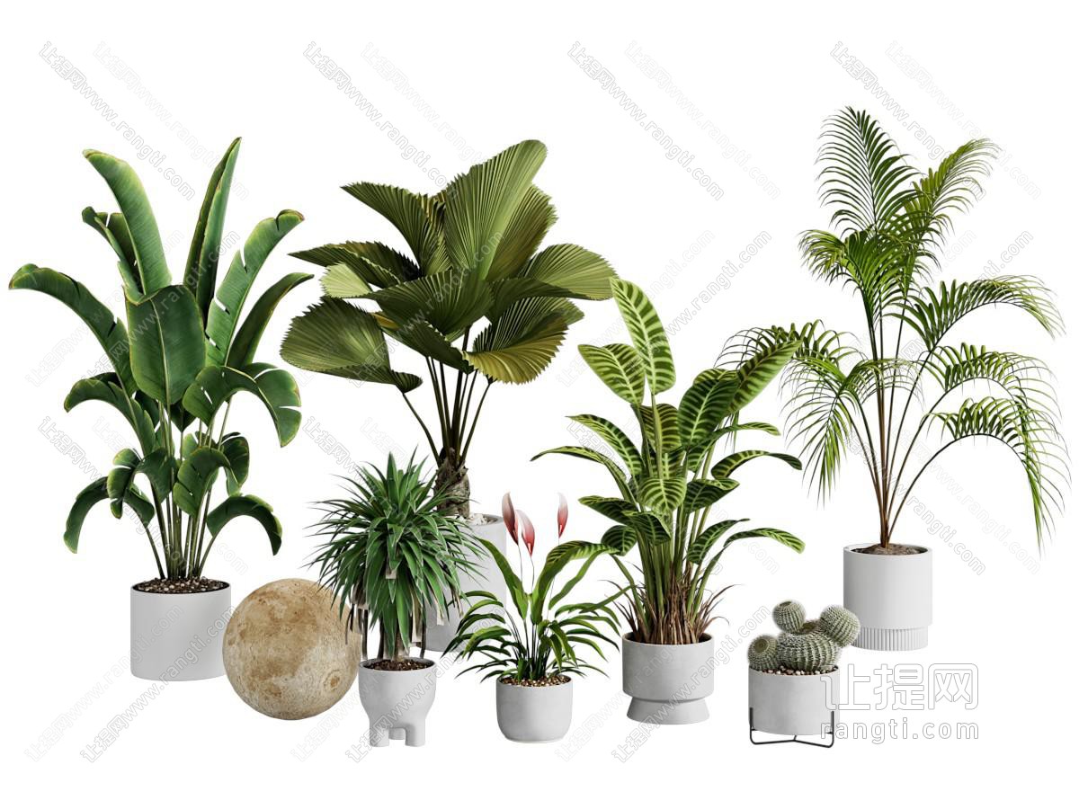 绿植盆景盆栽 家居盆栽