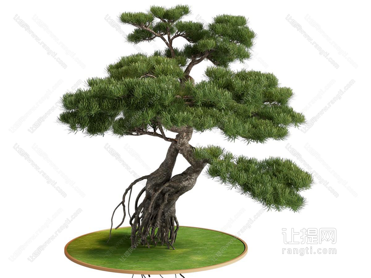 罗汉松盆景盆栽植物