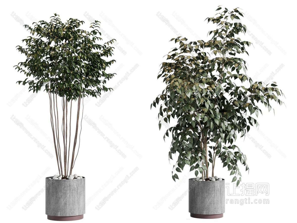 植物盆景盆栽
