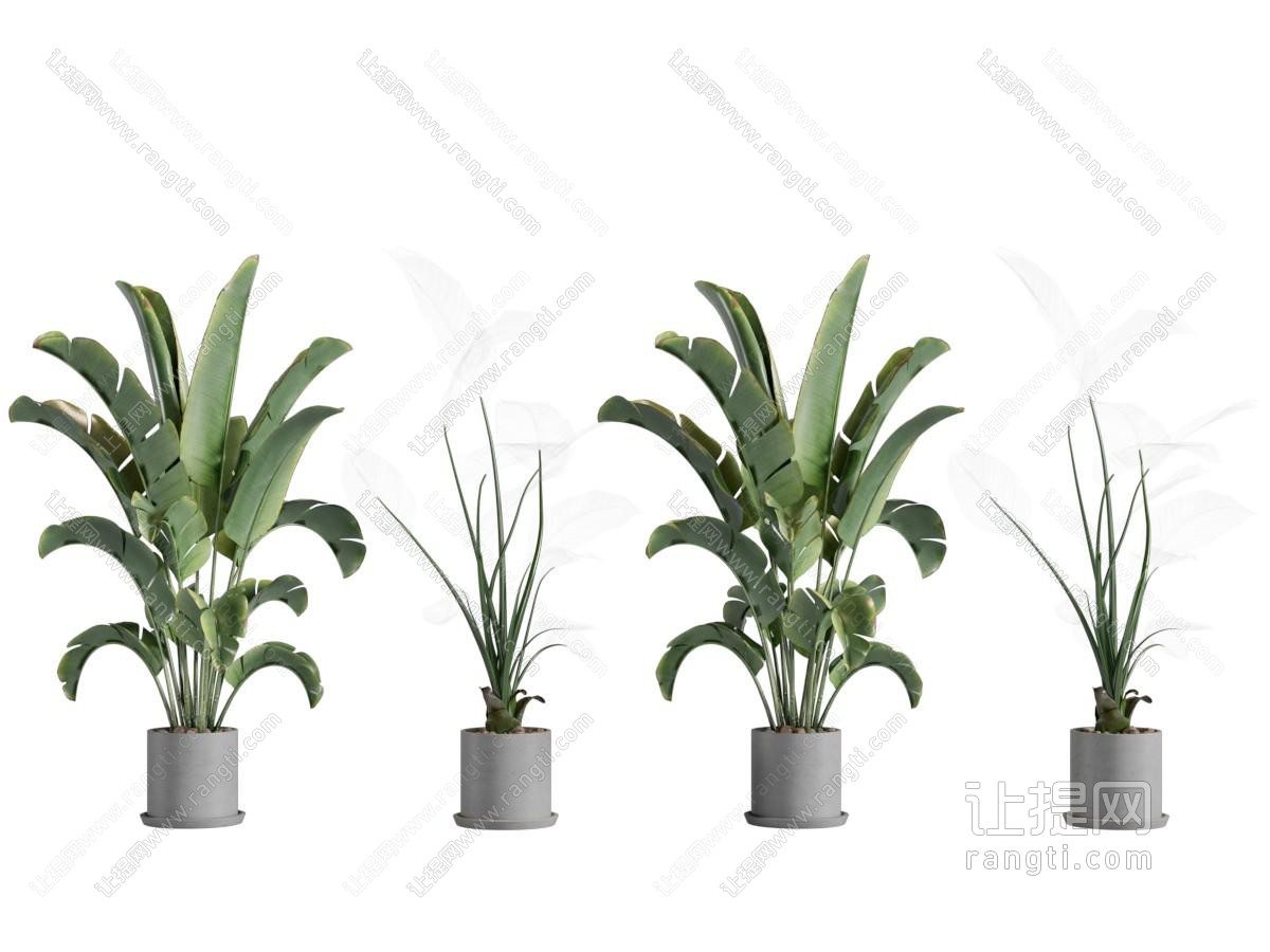 现代盆景盆栽植物